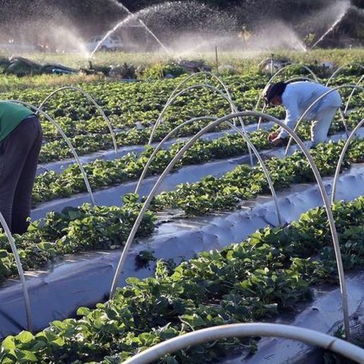 Senado vota liberação de R$ 1,2 bilhão para agricultores atingidos pela seca