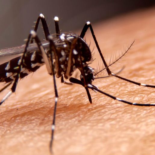 Casos prováveis de dengue caem 92% em SC em comparação com 2024