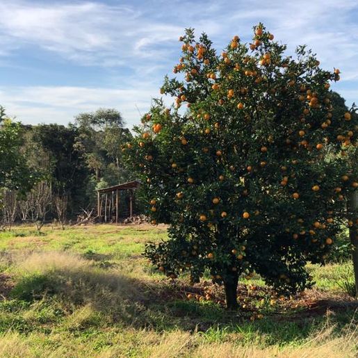 VÍDEO: Dificuldades da pandemia não paralisam atividades no Cedup