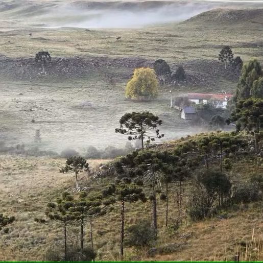 Santa Catarina registra 2º dia de geada com mínima de 0,6ºC