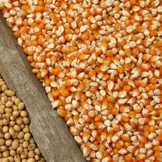 SC aumenta em 25% produção de milho para grão; soja sofre com problemas