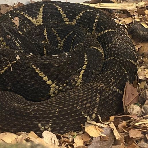 Agricultor de Tunápolis encontra serpente considerada a segunda espécie mais peçonhenta do Brasil