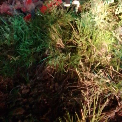 Motorista fica gravemente ferido após capotamento na BR-282 em São Miguel do Oeste