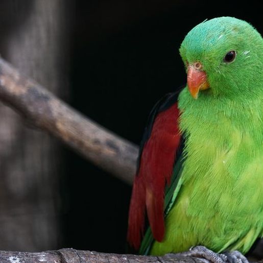 Papagaios bêbados estão se tornando um problema na Austrália