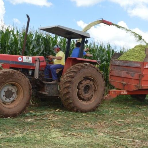Região Extremo-Oeste registra queda na produção de milho para silagem