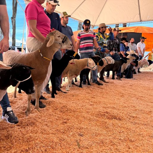 ExpoCedro 2025: apresentação de raças de ovinos e caprinos destaca excelência genética
