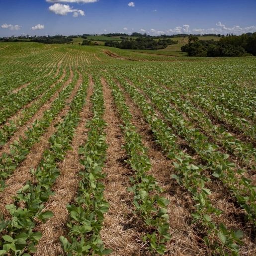 Ministério estende calendário de plantio da soja em Santa Catarina