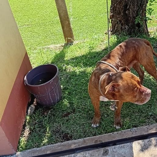 Bombeiros capturam cão agressivo em SMO e aguardam tutor aparecer
