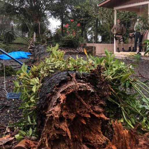 Idosa morre atingida por araucária em Chapecó