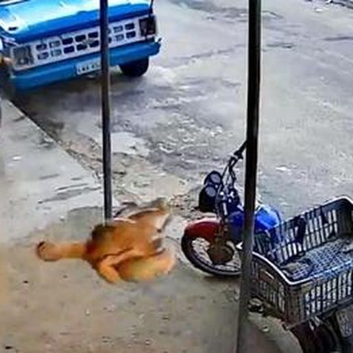 Vídeo: homem reage a assalto e atira frango assado em ladrão no Ceará