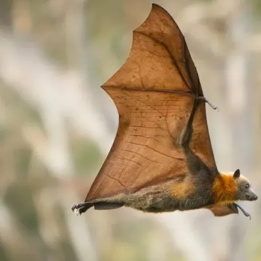 Menino de 5 anos morre de raiva humana, no 3º caso confirmado em MG