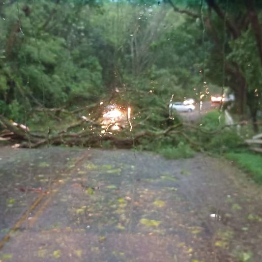 Temporal derruba árvores e danifica residências em Itapiranga