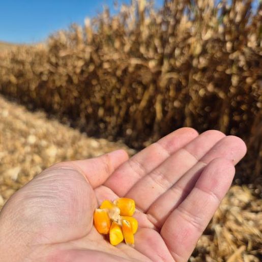 Produtividade do milho cresce 35% em 10 anos no Extremo Oeste