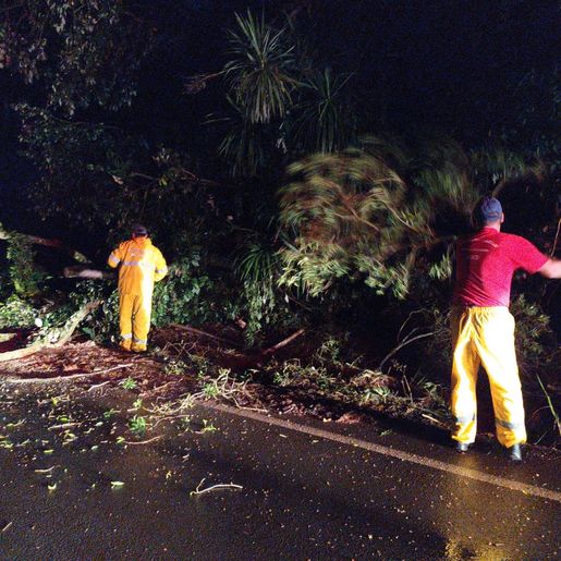 Vento forte derruba árvore e tranca rodovia