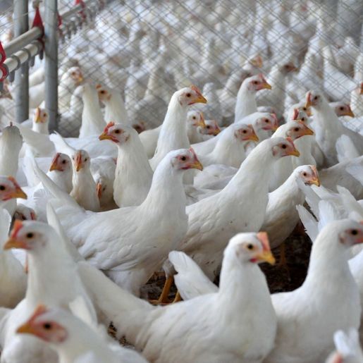 Santa Catarina bate recorde e exporta 2 milhões de toneladas de carne em 2025