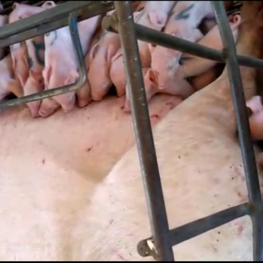 Porca dá à luz 36 leitões no interior de Saudades