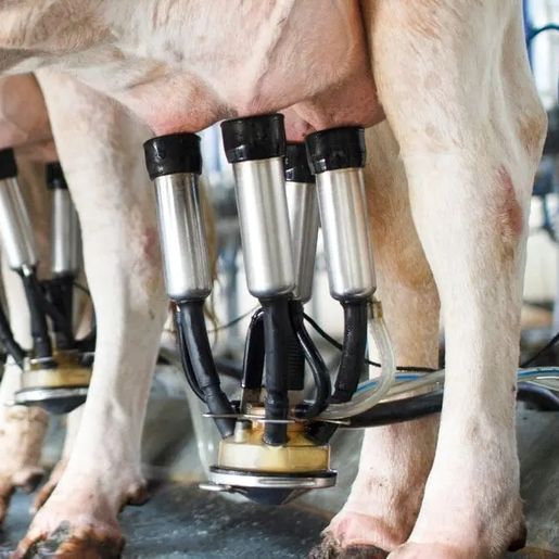 Trabalhador morre após sofrer choque elétrico em sala de ordenha em Quilombo