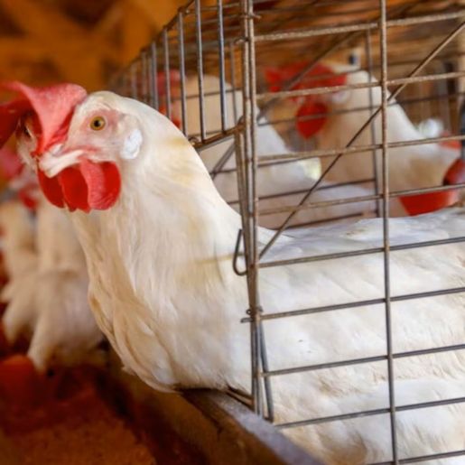 China suspende proibição de importação de carne de frango do Brasil