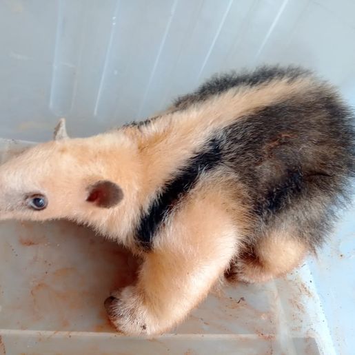 Bombeiros capturam tamanduá Mirim em Itapiranga