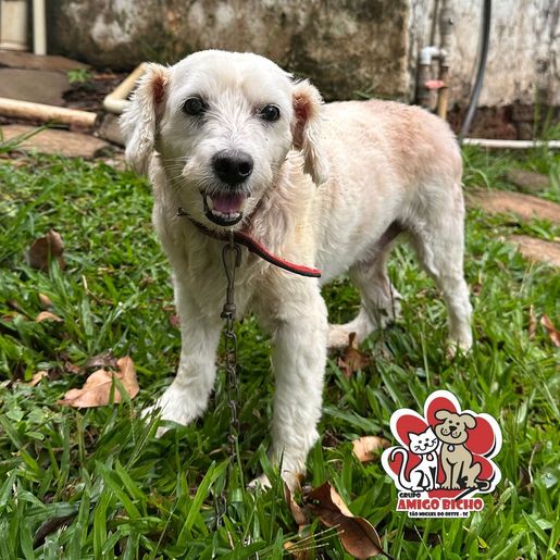 ONG Amigo Bicho abre campanha por novos voluntários em São Miguel do Oeste