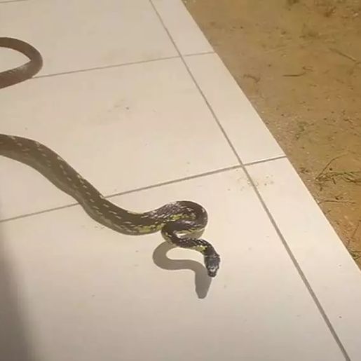 Homem dá de cara com cobra ‘mais rápida do Brasil’; confira o vídeo