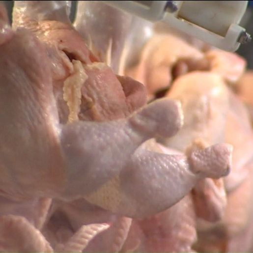 OMS minimiza perigo do coronavírus entrar na cadeia alimentar