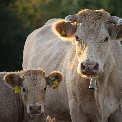 Fazendeiros caem em golpe e perdem R$ 41,3 mil em negócio de compra de gado em Anchieta