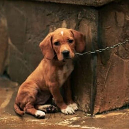 Alesc aprova projeto que prevê perda da guarda de animais vítimas de maus-tratos