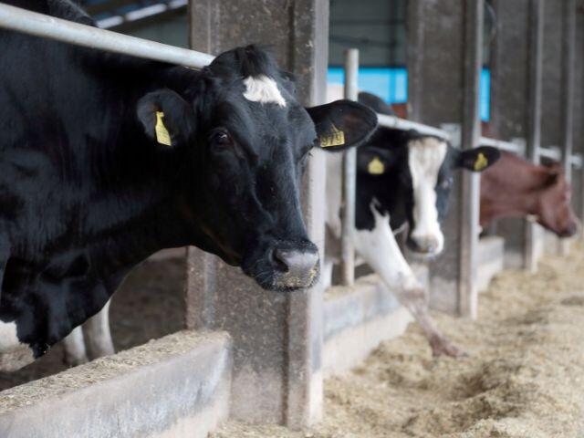 Extremo Oeste lidera crescimento do agro em SC e concentra 25% da produção de leite