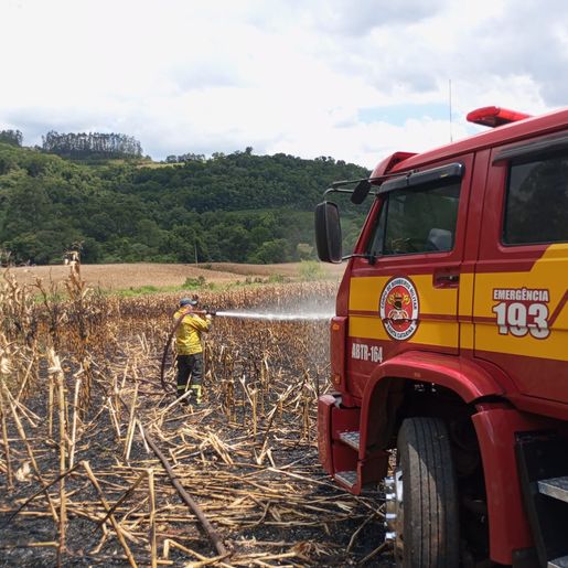Incêndio atinge lavoura de milho e destrói parte da plantação em Serra Alta