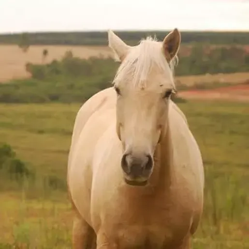 Homem entrega égua do filho para pagar dívida de R$ 700 em boate