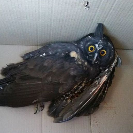 Coruja é resgatada em Palma Sola para ser devolvida à natureza