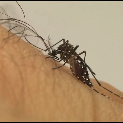 Dengue causa mais de 120 mortes em SC nos primeiros quatro meses de 2024