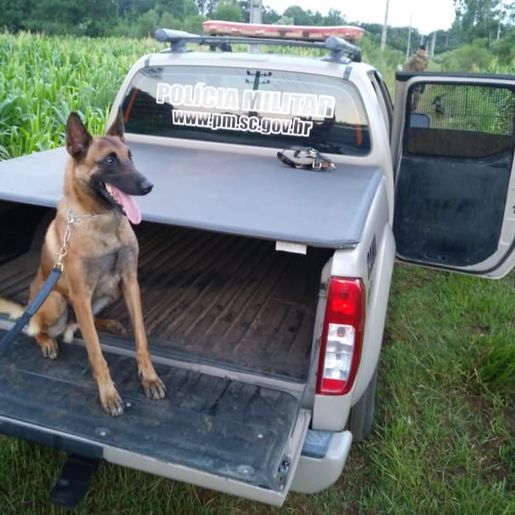 Após dez anos de serviço, cão policial Thor se aposenta em São Miguel do Oeste