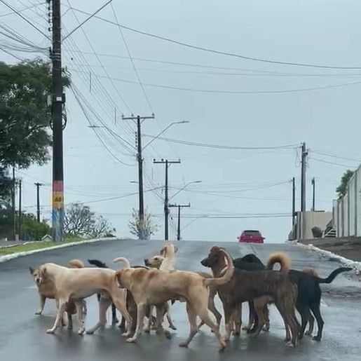 Aumento de animais abandonados preocupa entidades de Campo Erê