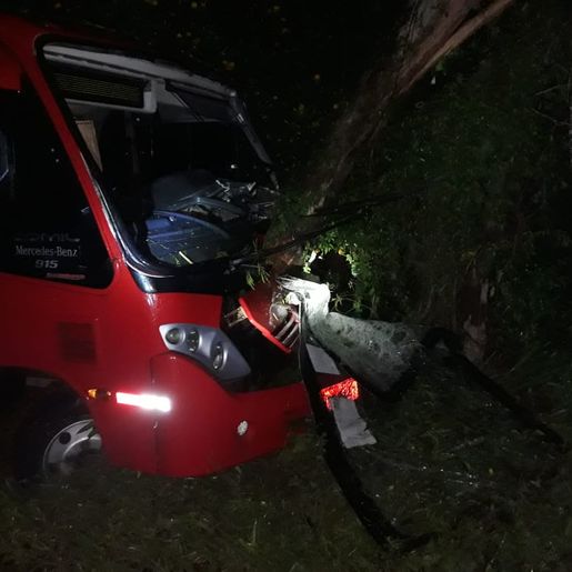 Árvores na pista causam acidentes na SC 163