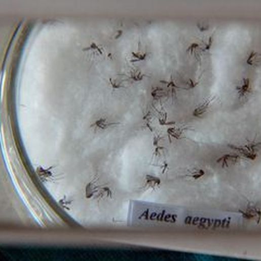 Casos de dengue em SC ultrapassam números totais de 2022 e já registram 89 mortes