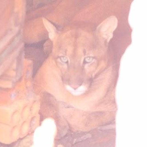 Morador encontra onça dentro de casa e chama a PM, no Planalto Norte