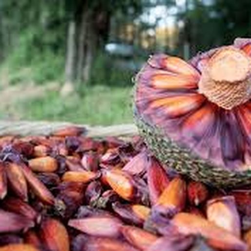 Polícia Ambiental libera colheita e comercialização do pinhão em Santa Catarina