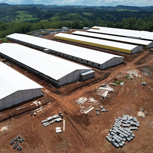 OUÇA: Nova granja de matrizes da Cooper A1 será inaugurada nesta sexta-feira