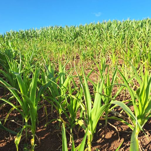 Estiagem afeta produção agrícola e leiteira em São Miguel do Oeste