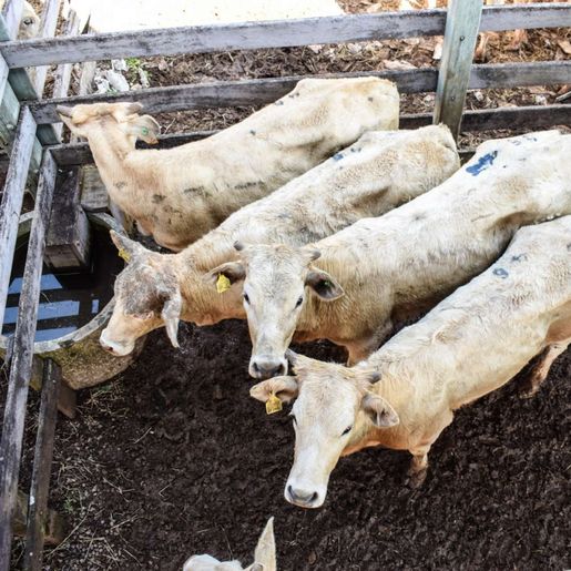 Primeiro remate online movimenta mais de R$ 500 mil