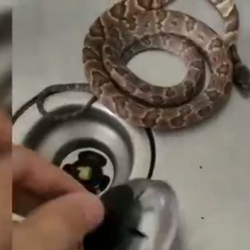 Cobra acorda homem ao fazer barulho dentro de casa em SC