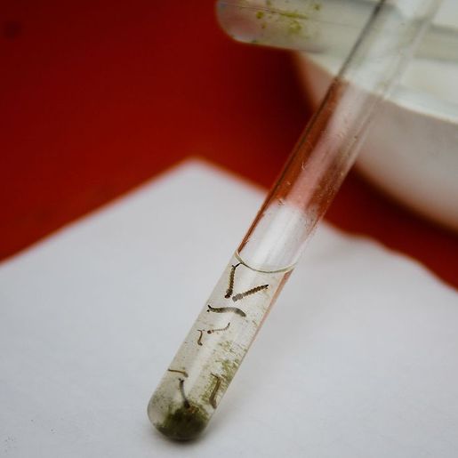 Em duas semanas, Itapiranga contabiliza 12 focos do mosquito da dengue