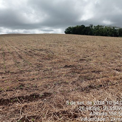 Cultivo de milho ocupa 16.860 hectares no Extremo Oeste em 2024/2025