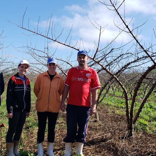 Oscilação de temperatura causa perdas consideráveis na produção de pêssego
