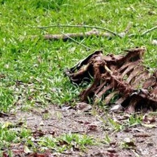 Empresa de compostagem inicia recolha de carcaças bovinas