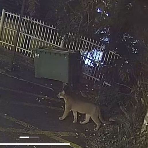 Onça-parda é flagrada em condomínio no centro de Gramado