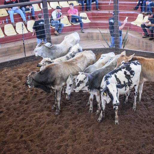 Associação dos Criadores de Bovinos define calendário de eventos para 2023