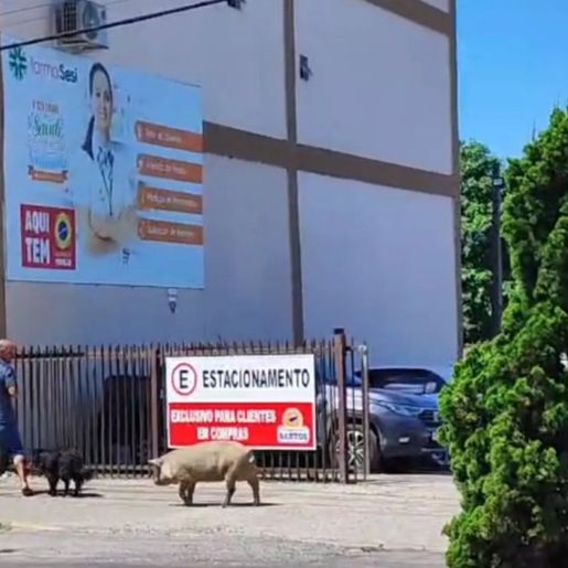 Porco ‘passeia’ em cidade da Serra Catarinense